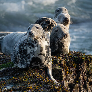 Farne Islands - Grey seals